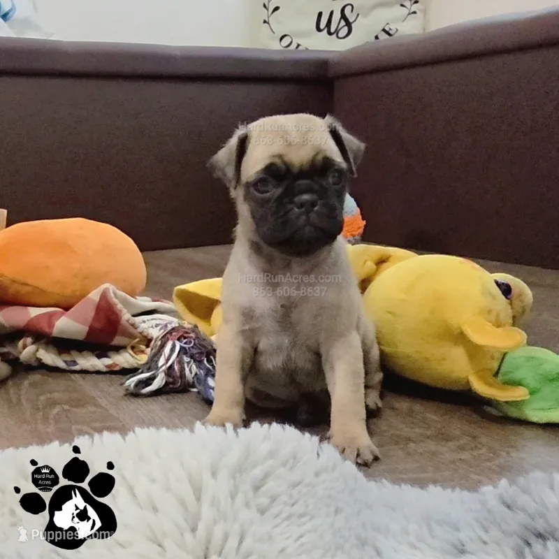 Aster – Pug puppy for sale in Lakeland, FL
