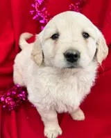 Tucker, a female Golden Retriever for sale in Lakeland, FL – Photo 2 of 2