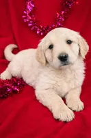 Tucker, a female Golden Retriever for sale in Lakeland, FL – Photo 1 of 2