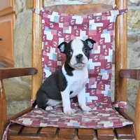 QUINCY , a female Boston Terrier for sale in Lakeland, FL – 3 of 3