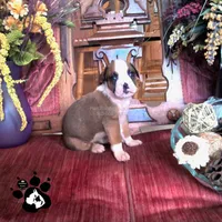 Rochelle AKC , a female Boxer for sale in Lakeland, FL – 4 of 4