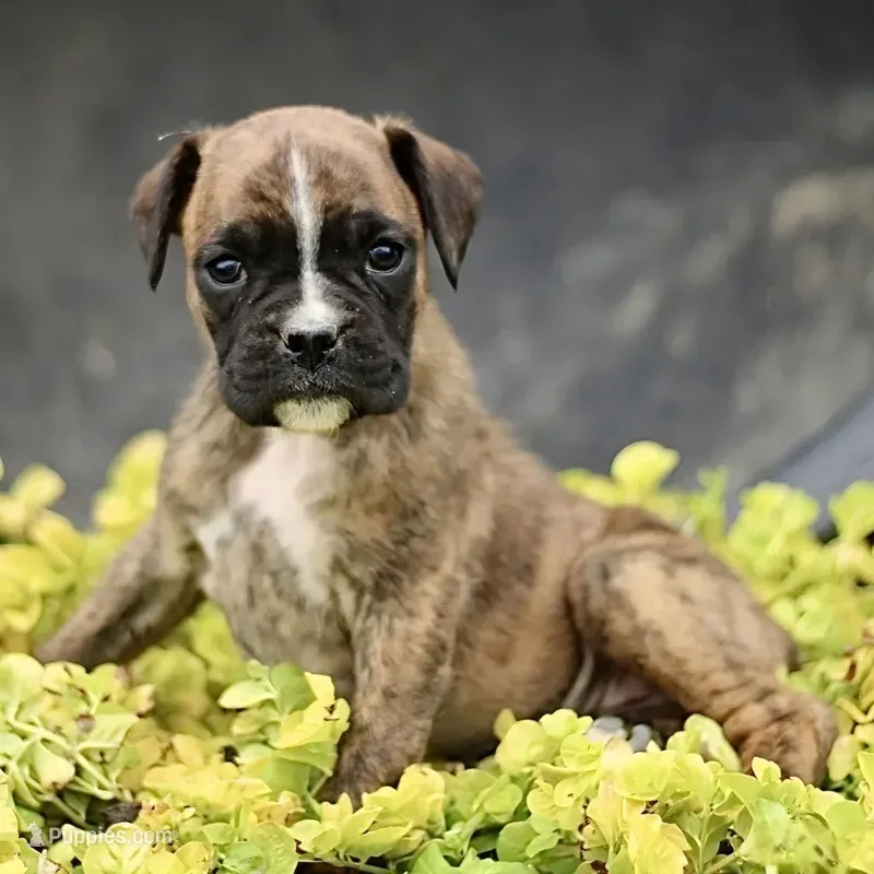 Paula – Boxer puppy for sale in Lakeland, FL