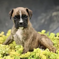 Paula, a female Boxer for sale in Lakeland, FL – 1 of 3