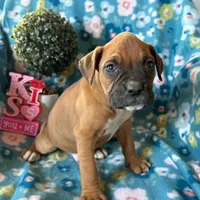 Clover, a female Boxer for sale in Lakeland, FL – Photo 1 of 3