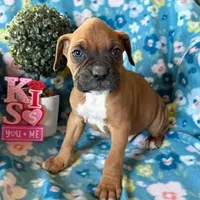 Clover, a female Boxer for sale in Lakeland, FL – Photo 3 of 3