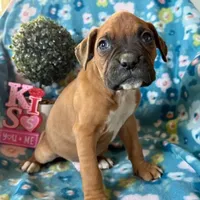 Clover, a female Boxer for sale in Lakeland, FL – Photo 2 of 3