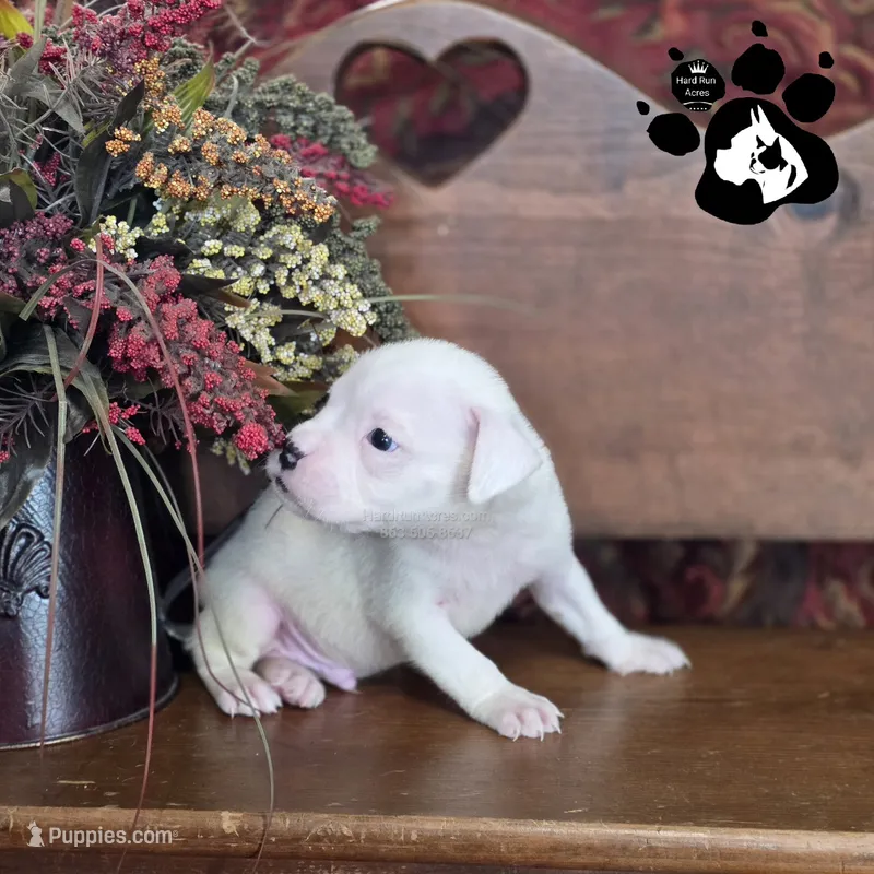 Peyton AKC White  – Boxer puppy for sale in Lakeland, FL