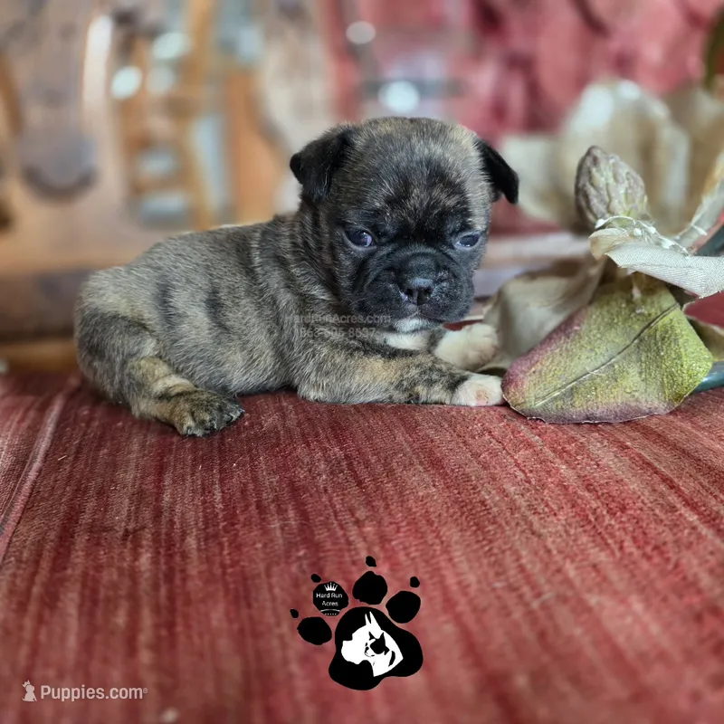 PERICLES the Bugg – Boston Terrier, Pug puppy for sale in Lakeland, FL