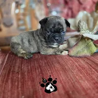 PERICLES the Bugg, a male Boston Terrier and Pug for sale in Lakeland, FL – 1 of 2