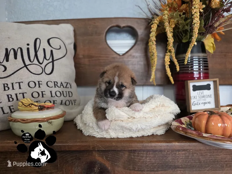 Benji – Shiba Inu puppy for sale in Lakeland, FL