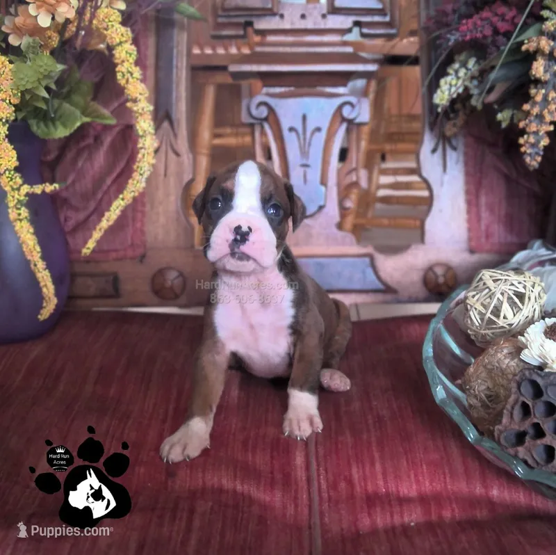 Ronald AKC  – Boxer puppy for sale in Lakeland, FL