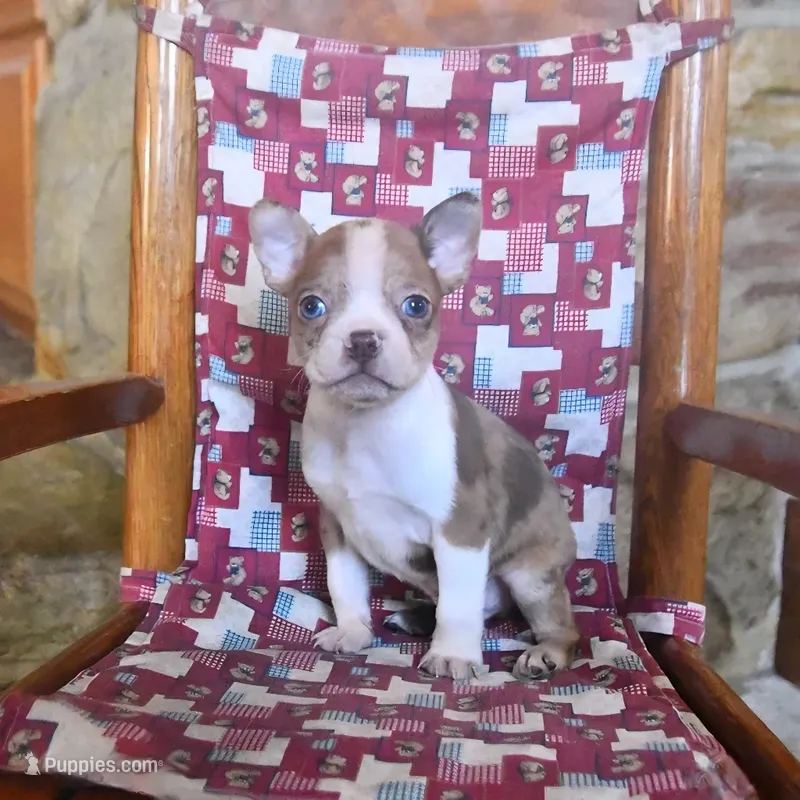 Chaplin – Boston Terrier puppy for sale in Lakeland, FL