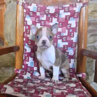 Chaplin, a male Boston Terrier for sale in Lakeland, FL – 1 of 1