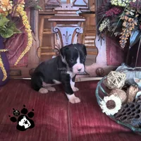 Raelynn AKC , a female Boxer for sale in Lakeland, FL – 2 of 4