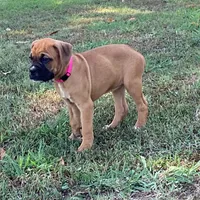 Terri AKC , a female Boxer for sale in Lakeland, FL – 2 of 3
