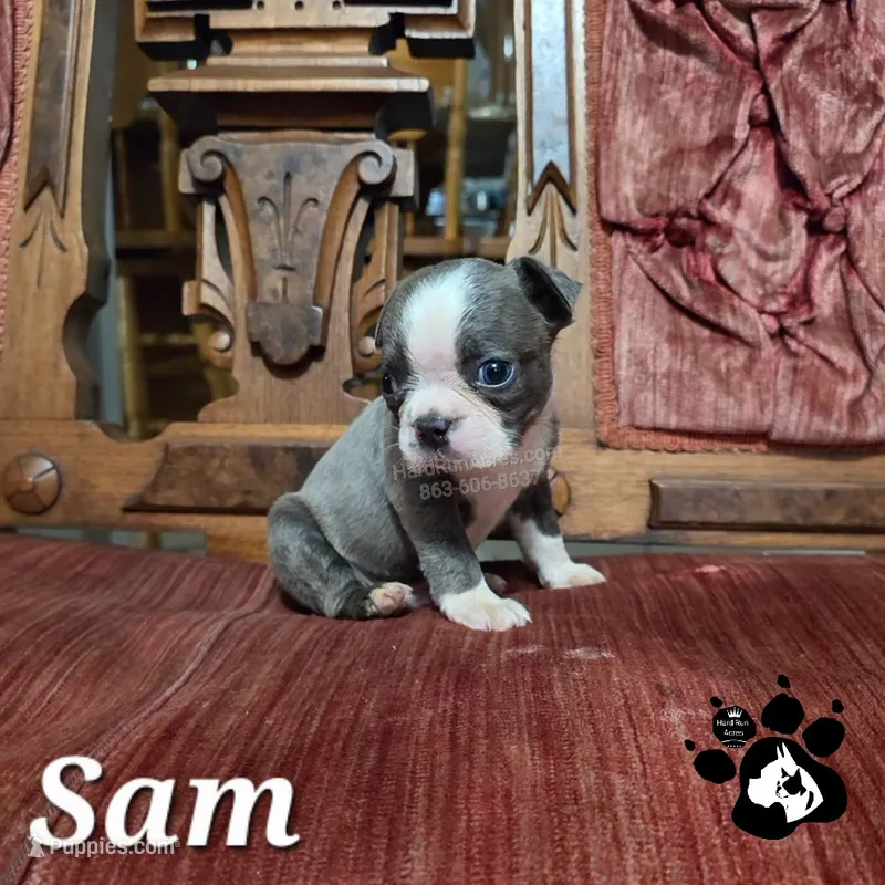 Sam – Boston Terrier puppy for sale in Lakeland, FL