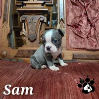 Sam, a male Boston Terrier for sale in Lakeland, FL – 1 of 3