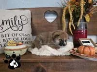 Benji, a male Shiba Inu for sale in Lakeland, FL – 3 of 4
