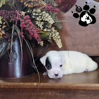 Phoenix AKC White, a male Boxer for sale in Lakeland, FL – 2 of 2