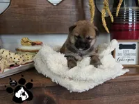 Becca, a female Shiba Inu for sale in Lakeland, FL – 2 of 4
