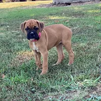 Terri AKC , a female Boxer for sale in Lakeland, FL – 3 of 3
