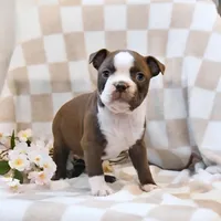 Bella, a female Boston Terrier for sale in Lakeland, FL – 3 of 3