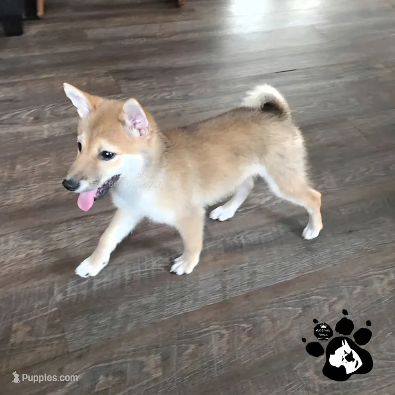 Birdie – Shiba Inu puppy for sale in Lakeland, FL