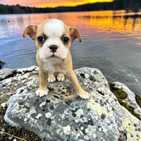 Kora the Boston, a  Boston Terrier for sale in Lakeland, FL – 1 of 1