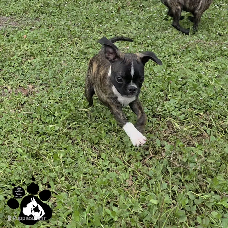 Shane  – Boston Terrier, Pug puppy for sale in Lakeland, FL