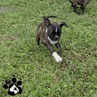 Shane , a male Boston Terrier and Pug for sale in Lakeland, FL – 1 of 4