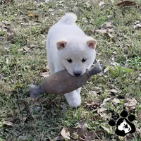 Bailey, a female Shiba Inu for sale in Lakeland, FL – Photo 3 of 4