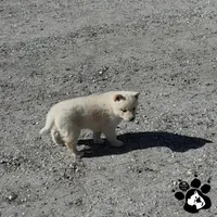 Bailey, a female Shiba Inu for sale in Lakeland, FL – Photo 2 of 4