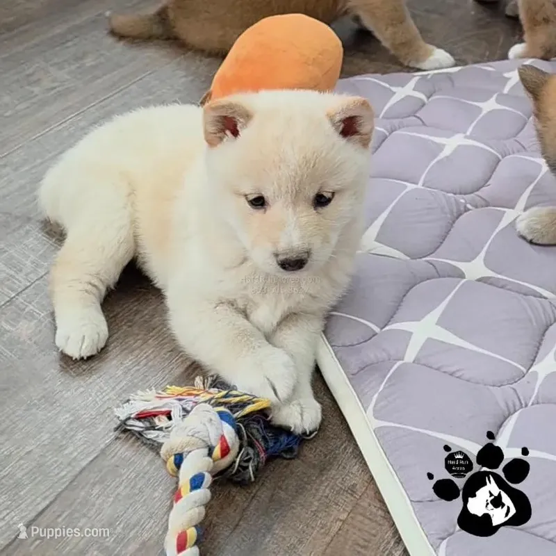 Bailey – Shiba Inu puppy for sale in Lakeland, FL