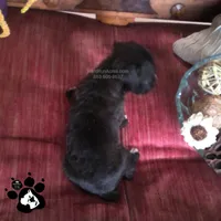 Raven AKC, a female Boxer for sale in Lakeland, FL – 4 of 4