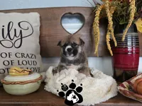 Benji, a male Shiba Inu for sale in Lakeland, FL – 1 of 4
