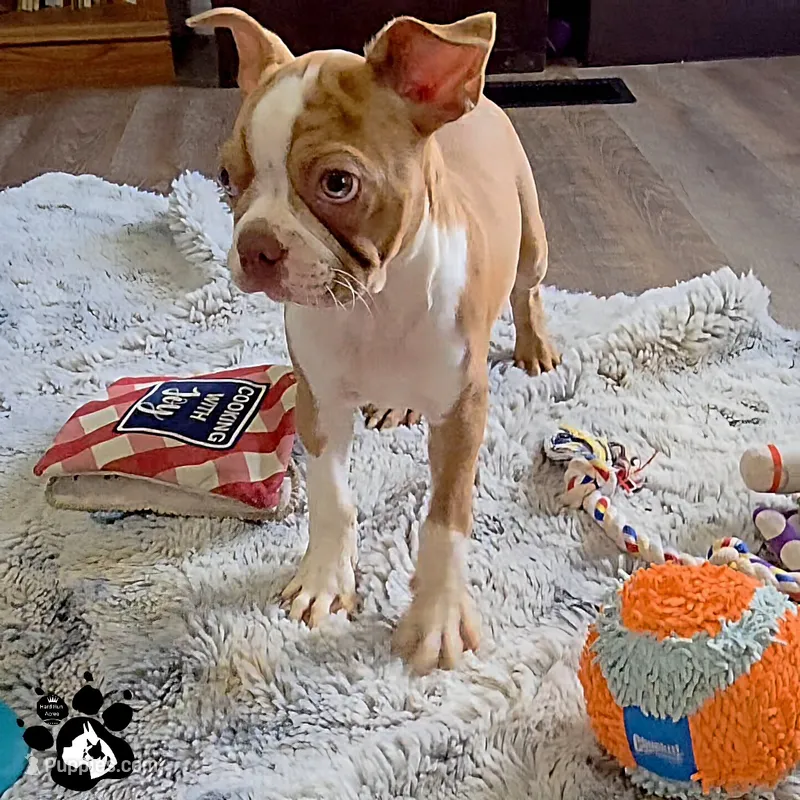 Patrick the Boston – Boston Terrier puppy for sale in Lakeland, FL