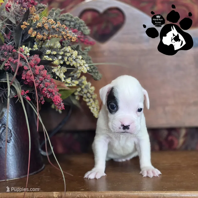 Phoenix AKC White – Boxer puppy for sale in Lakeland, FL