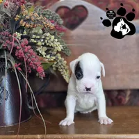 Phoenix AKC White, a male Boxer for sale in Lakeland, FL – 1 of 2