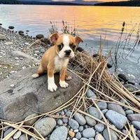 Kyle the boston, a  Boston Terrier for sale in Lakeland, FL – 1 of 1