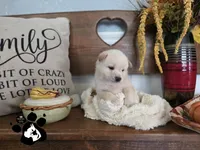 Bobby, a male Shiba Inu for sale in Lakeland, FL – 1 of 4