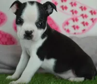 Queeny the boston, a female Boston Terrier for sale in Lakeland, FL – Photo 2 of 3