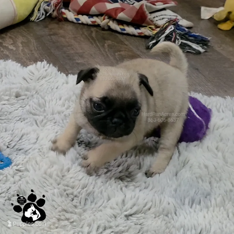 Annabell – Pug puppy for sale in Lakeland, FL