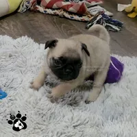 Annabell, a female Pug for sale in Lakeland, FL – 1 of 1