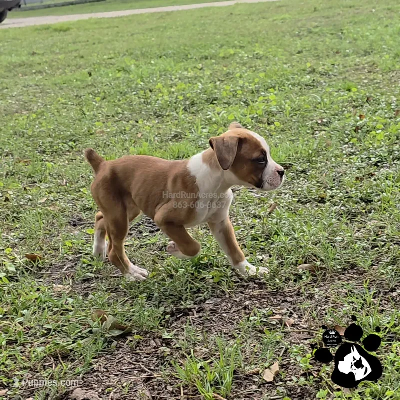 Rochelle AKC  – Boxer puppy for sale in Lakeland, FL
