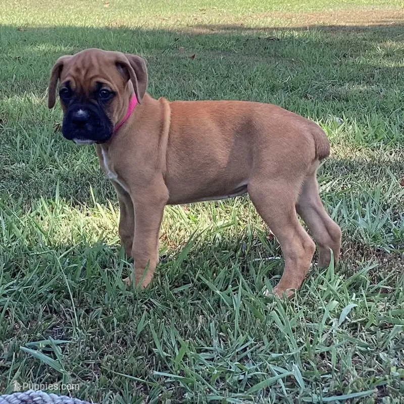 Terri AKC  – Boxer puppy for sale in Lakeland, FL