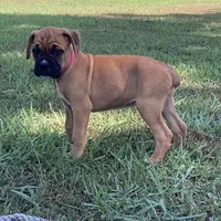 Terri AKC , a female Boxer for sale in Lakeland, FL – 1 of 3