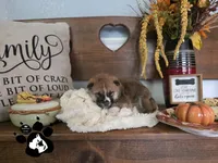 Benji, a male Shiba Inu for sale in Lakeland, FL – 2 of 4