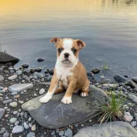 Kay the Boston, a  Boston Terrier for sale in Lakeland, FL – 1 of 1