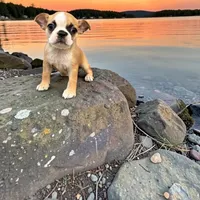 Kenzie the boston, a  Boston Terrier for sale in Lakeland, FL – 1 of 1