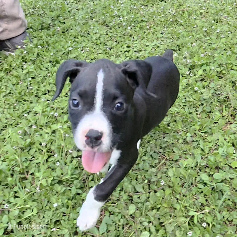 AKC Amanda Reverse Brindle Boxer – Boxer puppy for sale in Lakeland, FL